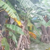 Cần Bán Đất Thổ Cư Mặt Tiền Đường Ngay Phan Văn Hớn Hơn 200m2 Nhỉnh 5 Tỷ