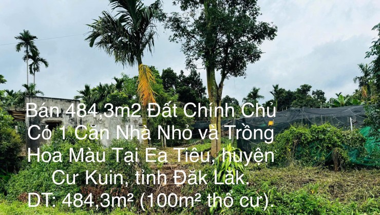 Bán 484,3m2 Đất Chính Chủ Có 1 Căn Nhà Nhỏ và Trồng Hoa Màu Tại Ea Tiêu, huyện Cư Kuin, Đăk Lăk.