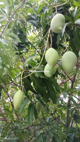 Bán đất giá 850 triệu/sào sở hữu có ngay một vườn trái cây lâu năm