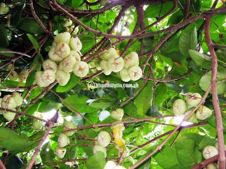 Bán đất giá 850 triệu/sào sở hữu có ngay một vườn trái cây lâu năm