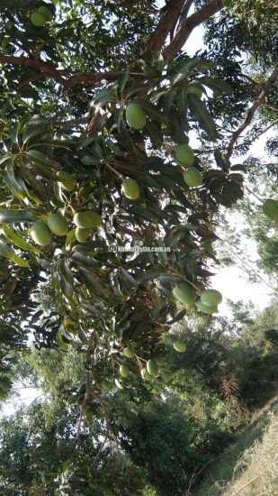 Bán đất giá 850 triệu/sào sở hữu có ngay một vườn trái cây lâu năm