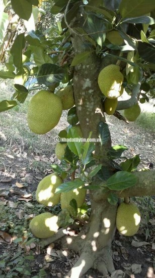 Bán đất có View đẹp ngay Thống Nhất - Dầu Giây tiềm năng phát triển cao
