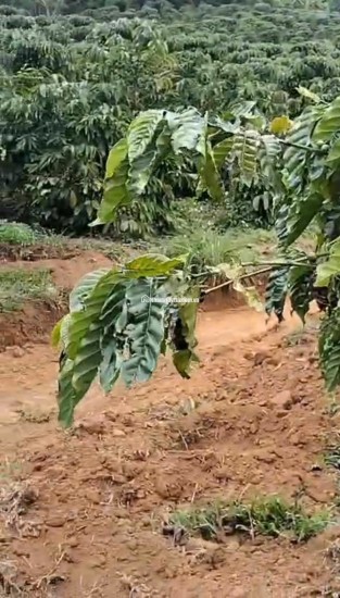 CHÍNH CHỦ CẦN BÁN GẤP LÔ ĐẤT CÓ VỊ TRÍ ĐẸP TÂN THANH  - HUYỆN LÂM HÀ   - TỈNH LÂM ĐỒNG
