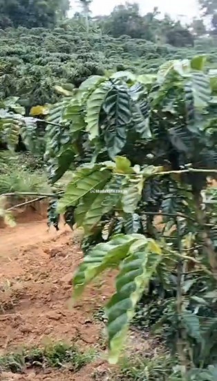CHÍNH CHỦ CẦN BÁN GẤP LÔ ĐẤT CÓ VỊ TRÍ ĐẸP TÂN THANH  - HUYỆN LÂM HÀ   - TỈNH LÂM ĐỒNG