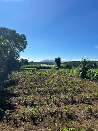 Đất nền nghỉ dưỡng gần Đồi Chè Tâm Châu – Bảo Lộc – giá tốt nhất khu vực chỉ 6  triệu/m²