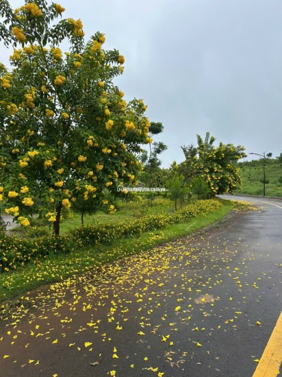  Siêu hot – Chỉ còn 1 lô duy nhất, mặt tiền đường Lý Thái Tổ (28m) nối dài   Đón đầu cao tốc Dầu Giây – Bảo Lộc – Liên Khương 