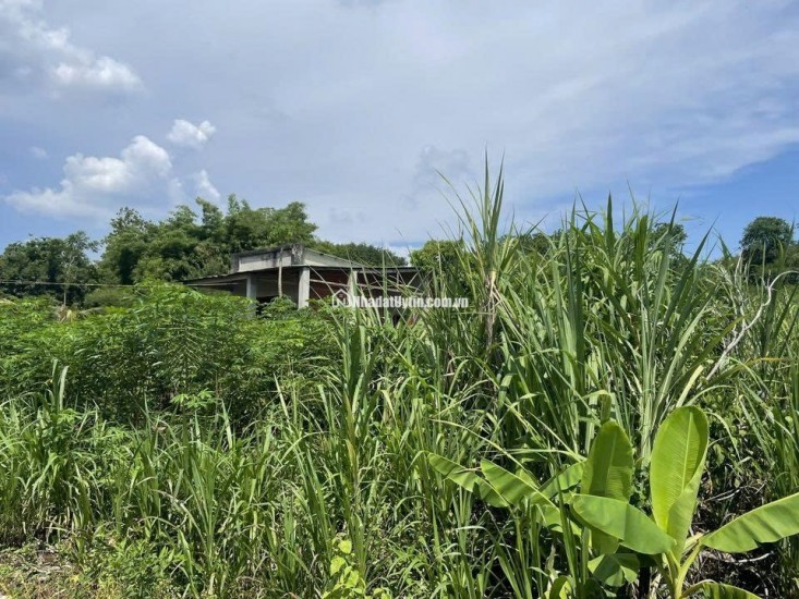 CHÍNH CHỦ CẦN BÁN ĐẤT GẦN 1,7HA CÓ 400M² THỔ CƯ – NHÀ CẤP 4 SẴN – MẶT TIỀN KHỦNG 91M- LỘC NINH - BÌNH PHƯỚC