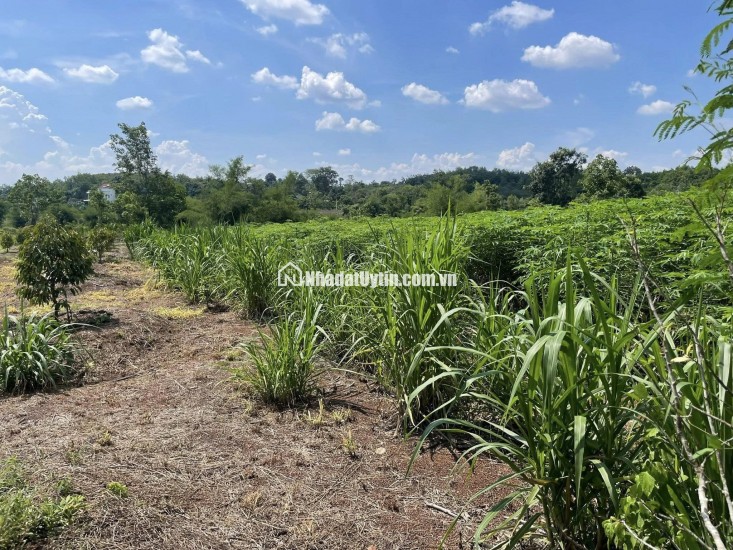CHÍNH CHỦ CẦN BÁN ĐẤT GẦN 1,7HA CÓ 400M² THỔ CƯ – NHÀ CẤP 4 SẴN – MẶT TIỀN KHỦNG 91M- LỘC NINH - BÌNH PHƯỚC