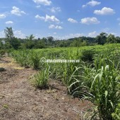 CHÍNH CHỦ CẦN BÁN ĐẤT GẦN 1,7HA CÓ 400M² THỔ CƯ – NHÀ CẤP 4 SẴN – MẶT TIỀN KHỦNG 91M- LỘC NINH - BÌNH PHƯỚC
