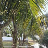 Chỉ hơn 300tr sở hữu ngay đất nền LK Serena khoáng nóng (SunGroup). Kim Bôi, Hoà Bình.