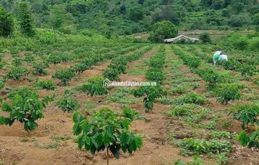 **Cơ hội vàng cho nhà đầu tư! Đất thổ cư Đăk Mar, Kon Tum – Tiềm năng sinh lời cực đỉnh!** 